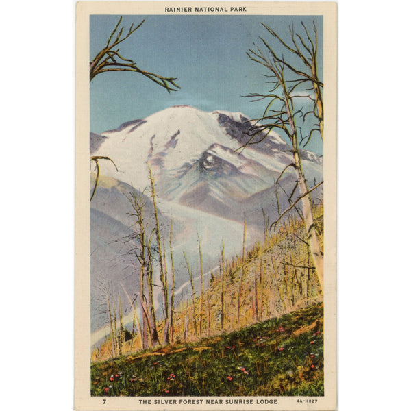 Silver Forest Near Sunrise Lodge Rainier National Park Washington Vintage Postcard 1934