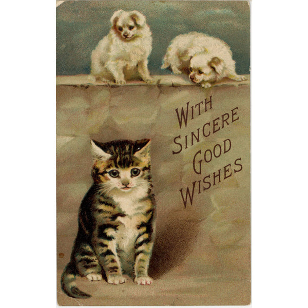 Tabby Kitten & White Dogs Sincere Good Wishes Vintage Postcard 1910