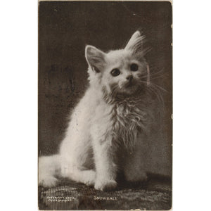 Snowball the White Kitten Vintage Cat Postcard 1908 - Vintage Postcard Boutique