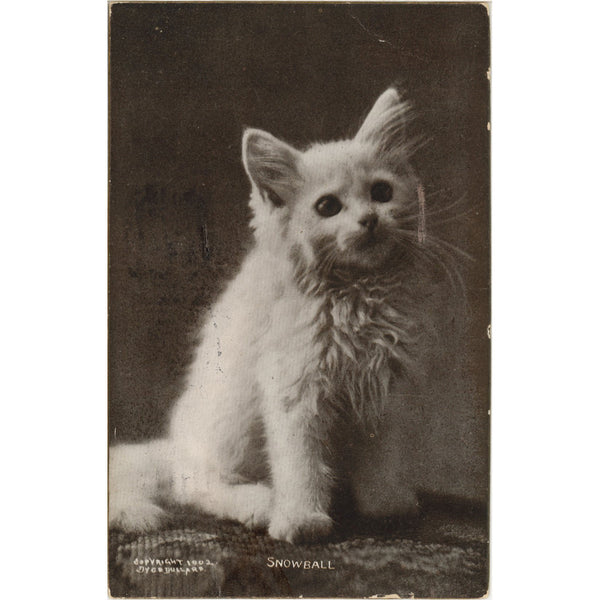 Snowball the White Kitten Vintage Cat Postcard 1908 - Vintage Postcard Boutique