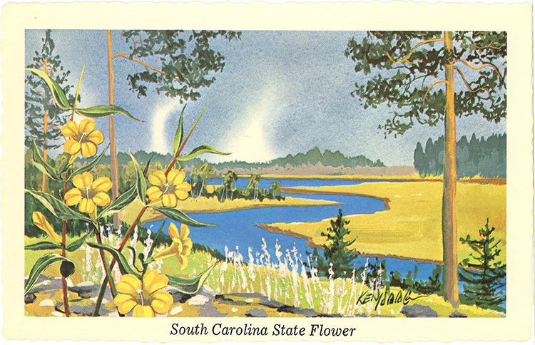 South Carolina State Flower - Yellow Jessamine Botanical Postcard Signed Artist Ken Haag (unused)