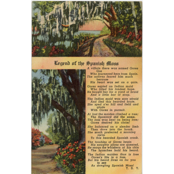 Legend of Spanish Moss Vintage Botanical Postcard 1962