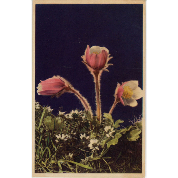 Spring Anemone Flower Vintage Botanical Art Postcard (unused)