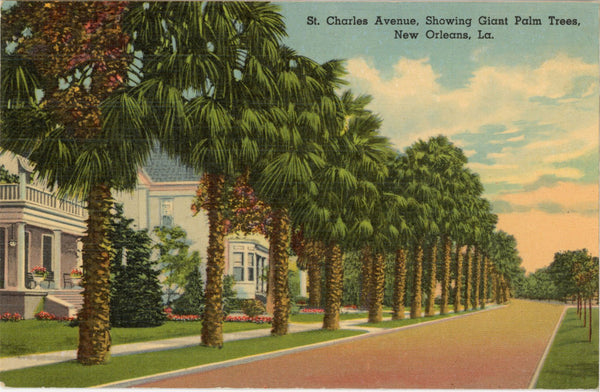 New Orleans Louisiana St. Charles Avenue Palm Trees Vintage Postcard (unposted)