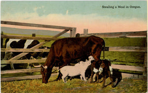 Stealing A Meal in Oregon Pig Cow Vintage Western Postcard c. 1910 (unposted) - Vintage Postcard Boutique
