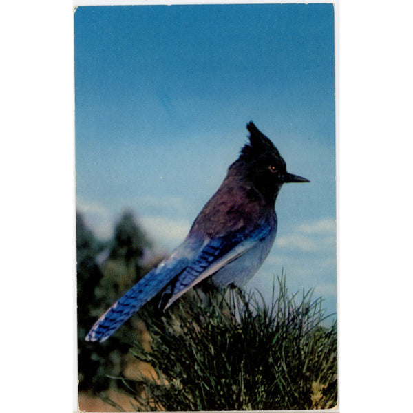Stellar Blue Jay Vintage Bird Postcard (unposted)
