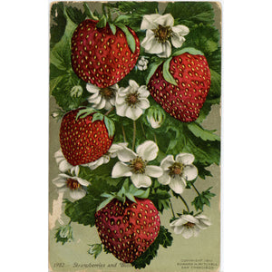 Strawberries & Blossoms Vintage Botanical Postcard 1912 - Vintage Postcard Boutique