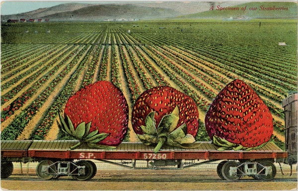 Strawberries on Train EXAGGERATION Vintage Postcard circa 1910 (unused)