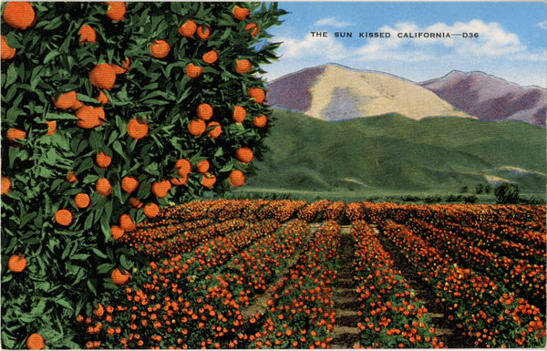 Sun Kissed California Oranges and Citrus Groves Vintage Botanical Postcard (unused)