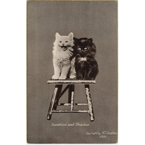 Sunshine & Shadow Kittens Vintage Cat Postcard 1906 (unposted) - Vintage Postcard Boutique