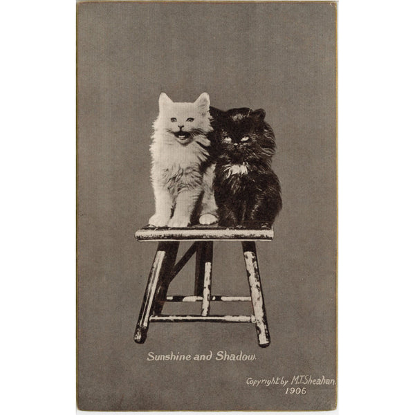 Sunshine & Shadow Kittens Vintage Cat Postcard 1906 (unposted) - Vintage Postcard Boutique