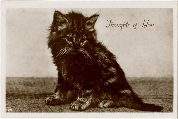 Fluffy Kitten Thoughts of You Vintage Cat Real Photo RPPC Postcard c. 1910s