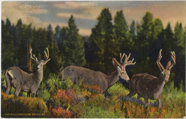 Three Little Deer Rockies Vintage Wildlife Postcard c 1940s (unposted)