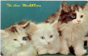 Three MusCATeers Kitten Cat Vintage Postcard 1970 - Vintage Postcard Boutique