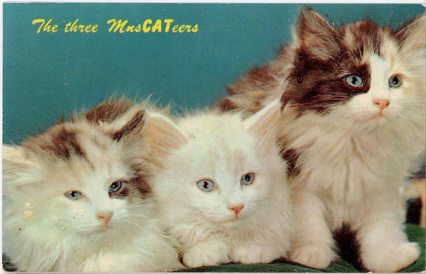 Three MusCATeers Kitten Cat Vintage Postcard 1970