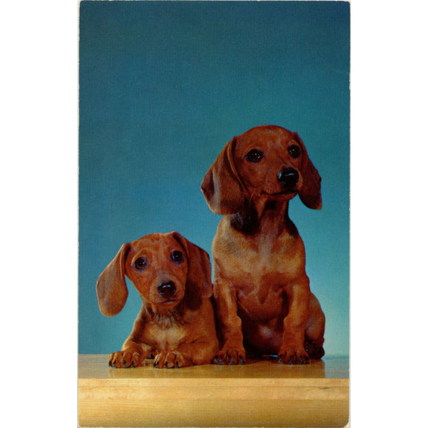 Hansel and Gretel Dachshunds Puppies Vintage Dog Postcard (unused)