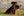 Dachshund & Mastiff Puppies Tuck's Oilette Vintage Dog Postcard c 1910s
