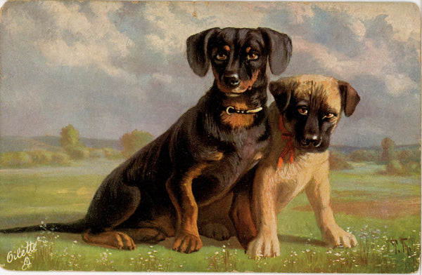 Dachshund & Mastiff Puppies Tuck's Oilette Vintage Dog Postcard c 1910s