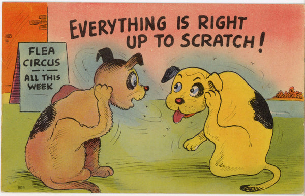 Flea Circus Up to Scratch Vintage Comic Dog Postcard (unposted)