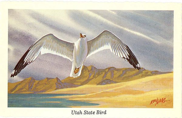 Utah State Bird - Sea Gull Vintage Postcard Signed Artist Ken Haag (unused) - Vintage Postcard Boutique