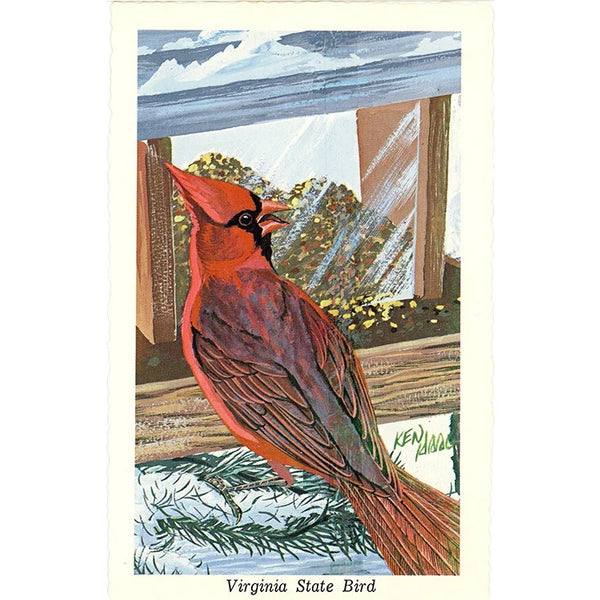 Virginia State Bird - Cardinal Redbird Vintage Postcard Signed Artist Ken Haag (unused)