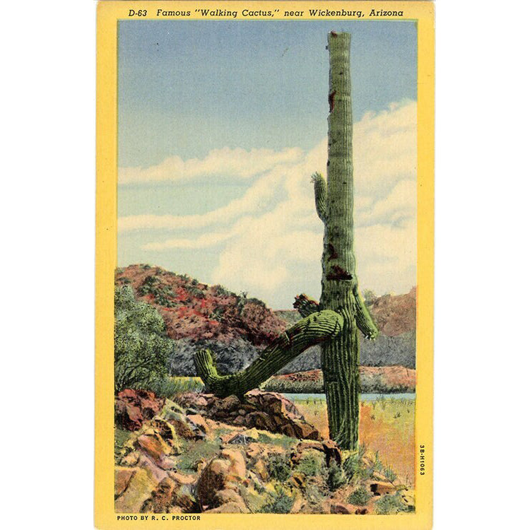 Famous Walking Cactus Wickenburg Arizona Botanical Vintage Postcard (unused)