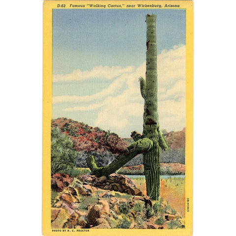Famous Walking Cactus Wickenburg Arizona Botanical Vintage Postcard (unused)