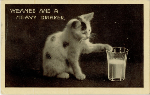 Weaned & A Heavy Drinker Kitten RPPC Vintage Cat Postcard 1908