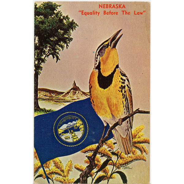 Western Meadowlark Nebraska State Bird Vintage Postcard (unposted)