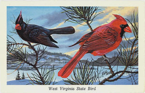 West Virginia State Bird - Cardinal Redbird Vintage Postcard Signed Artist Ken Haag (unused) - Vintage Postcard Boutique