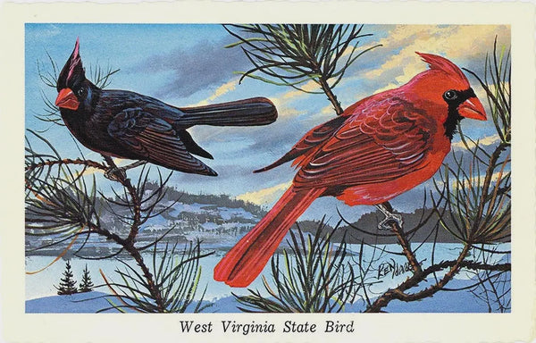 West Virginia State Bird - Cardinal Redbird Vintage Postcard Signed Artist Ken Haag (unused) - Vintage Postcard Boutique