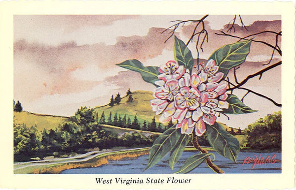 West Virginia State Flower - Big Laurel Botanical Postcard Signed Artist Ken Haag (unused) - Vintage Postcard Boutique