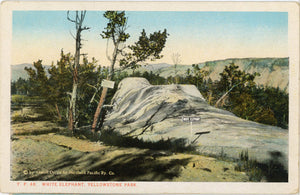 White Elephant Yellowstone National Park Wyoming Vintage Postcard c1920s (unused) - Vintage Postcard Boutique
