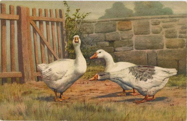 White Geese Farm Scene Stehli Art Postcard (unused)