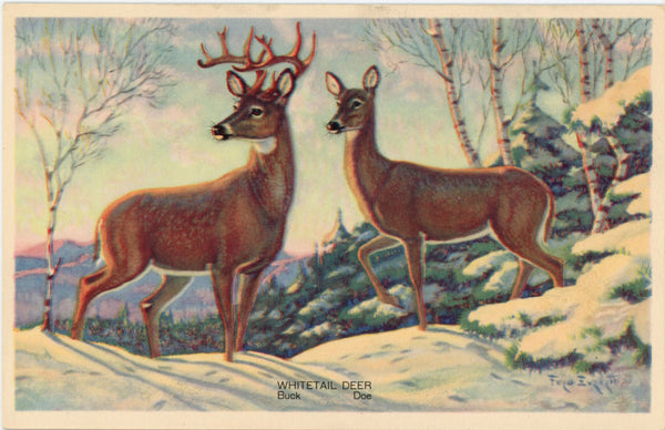 Whitetail Deer Buck and Doe Winter Snow Scene Vintage Postcard (unposted)