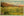 Wild Daisies on the California Desert Vintage Botanical Postcard (unused)