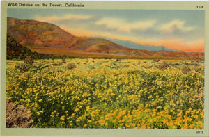 Wild Daisies on the California Desert Vintage Botanical Postcard (unused) - Vintage Postcard Boutique