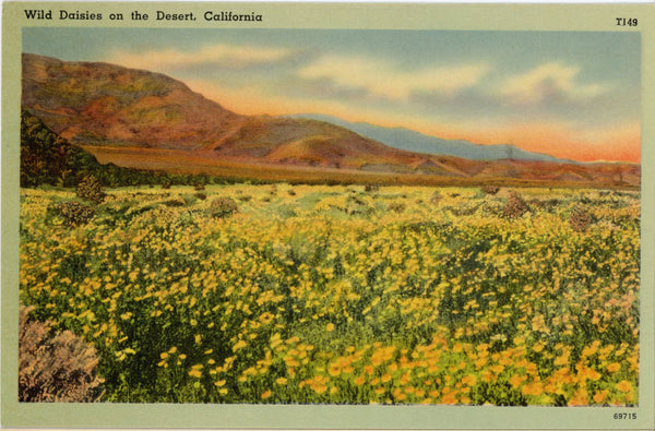 Wild Daisies on the California Desert Vintage Botanical Postcard (unused)