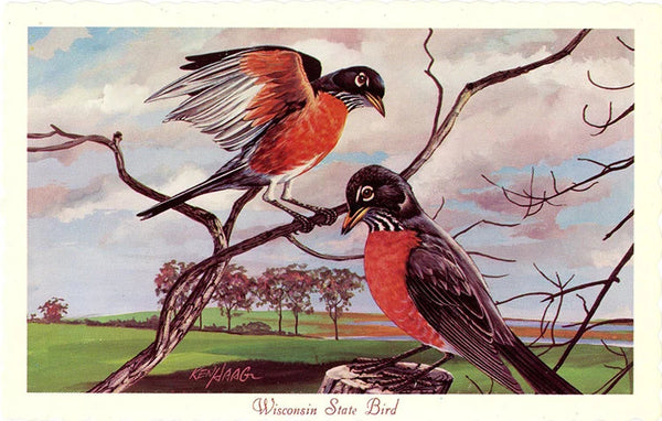 Wisconsin State Bird - Robin Vintage Postcard Signed Artist Ken Haag (unused) - Vintage Postcard Boutique