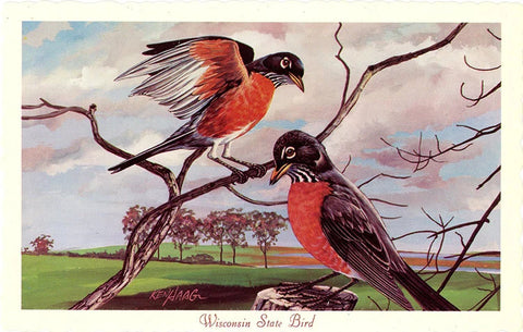 Wisconsin State Bird - Robin Vintage Postcard Signed Artist Ken Haag (unused)