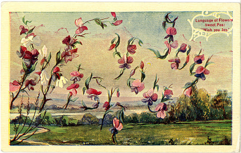 Language of Flowers Sweet Pea "Wish You Joy" Vintage Botanical Postcard