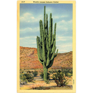 Sahuaro Cactus World's Largest Botanical Vintage Postcard (unused) - Vintage Postcard Boutique