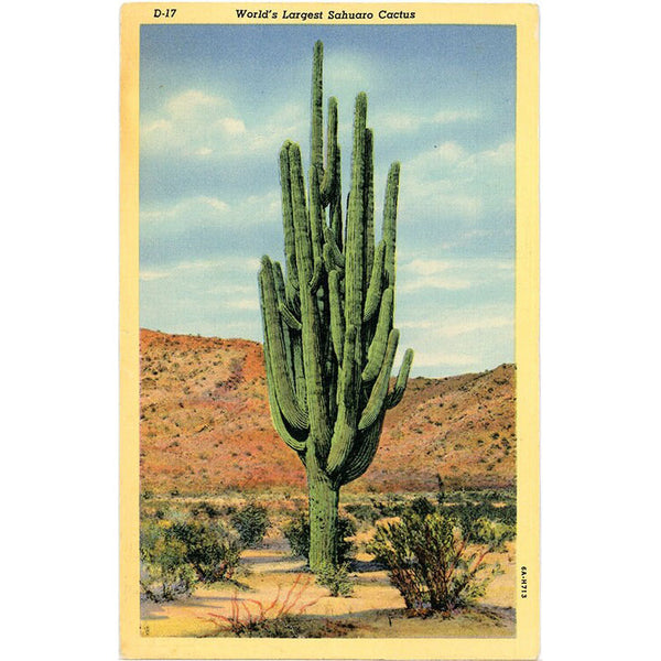 Sahuaro Cactus World's Largest Botanical Vintage Postcard (unused) - Vintage Postcard Boutique