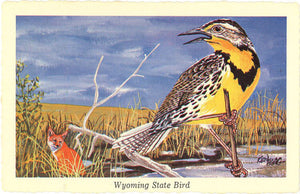 Wyoming State Bird - Western Meadowlark Vintage Postcard Signed Artist Ken Haag (unused) - Vintage Postcard Boutique