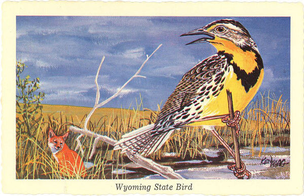 Wyoming State Bird - Western Meadowlark Vintage Postcard Signed Artist Ken Haag (unused) - Vintage Postcard Boutique