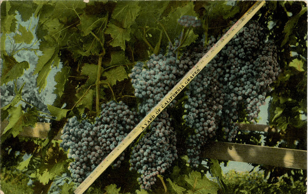Yard of California Grapes Vintage Botanical Postcard circa 1910 (unposted)