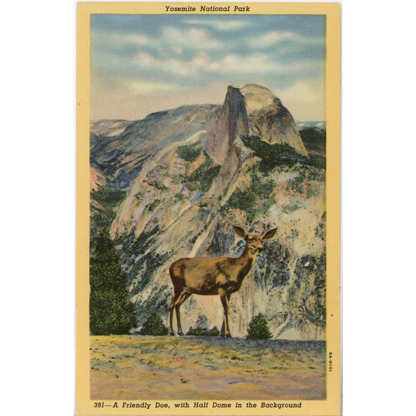 Doe Deer Half Dome Yosemite National Park California Vintage Postcard (unposted)