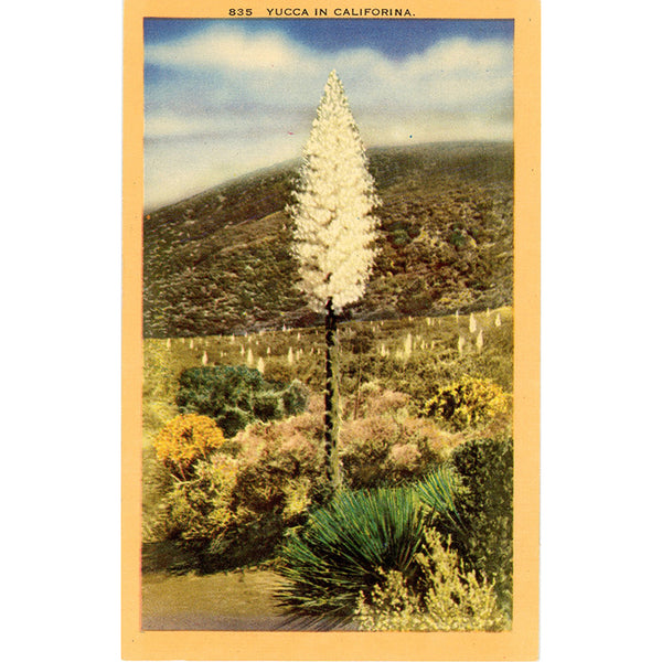 Yucca Spanish Dagger in Bloom Southern California Botanical Vintage Postcard (unused) - Vintage Postcard Boutique