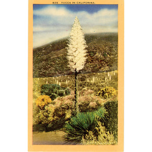 Yucca Spanish Dagger in Bloom Southern California Botanical Vintage Postcard (unused)