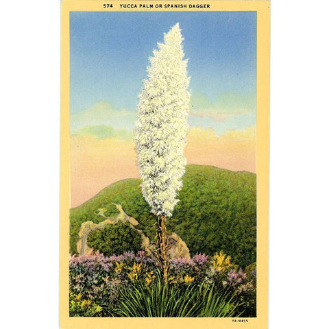 Yucca Palm Spanish Dagger Blooming in Desert Botanical Vintage Postcard (unused)